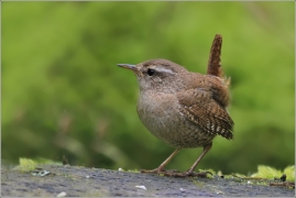 <p>STŘÍZLÍK OBECNÝ (Troglodytes troglodytes) okolí Rumburku</p>